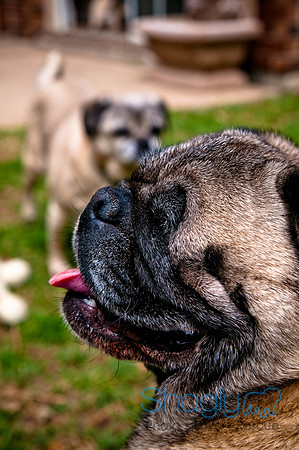 DFW Pug Rescue-4