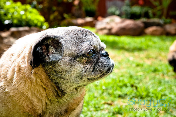 DFW Pug Rescue-8