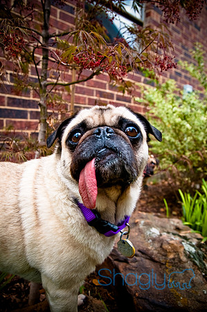 DFW Pug Rescue-19