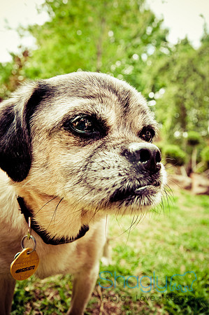DFW Pug Rescue-15