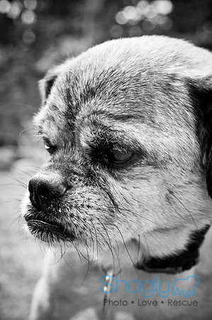DFW Pug Rescue-13