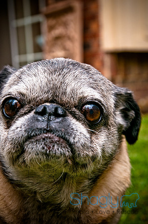 DFW Pug Rescue-6