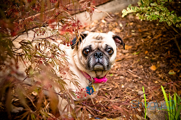 DFW Pug Rescue-17