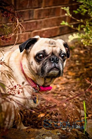 DFW Pug Rescue-18