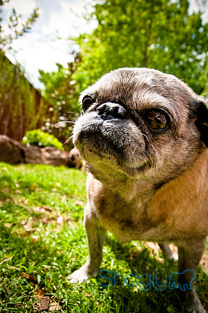 DFW Pug Rescue-9