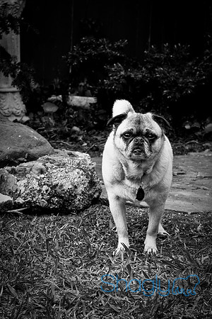 DFW Pug Rescue-3