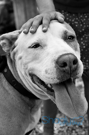 Rockin For Rescue-32