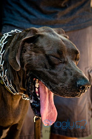 Rockin For Rescue-19