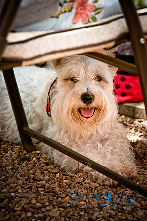 Rockin For Rescue-1