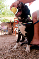 Rockin for Rescue 2011-13