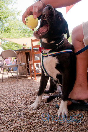 Rockin for Rescue 2011-13