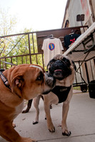 Rockin for Rescue 2011-20