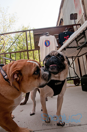 Rockin for Rescue 2011-20