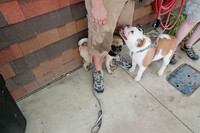 Rockin for Rescue 2011-6