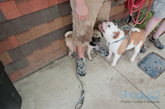 Rockin for Rescue 2011-6