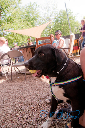 Rockin for Rescue 2011-14