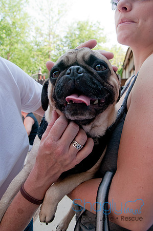 Rockin for Rescue 2011-17