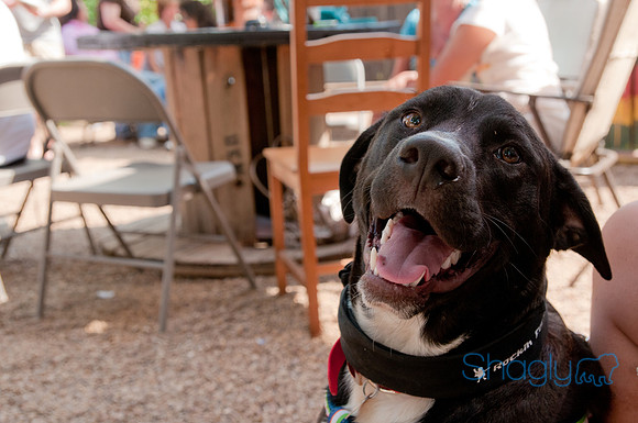 Rockin for Rescue 2011-12