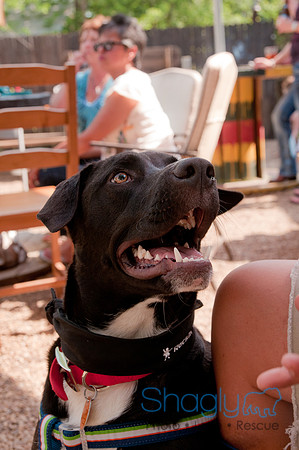 Rockin for Rescue 2011-15