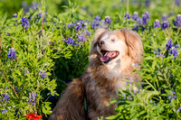 Bluebonnets Pug and Bulldog-5