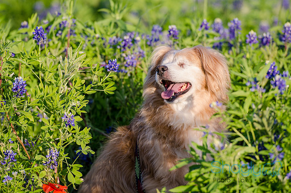 Bluebonnets Pug and Bulldog-5