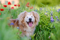 Bluebonnets Pug and Bulldog-11