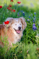 Bluebonnets Pug and Bulldog-3