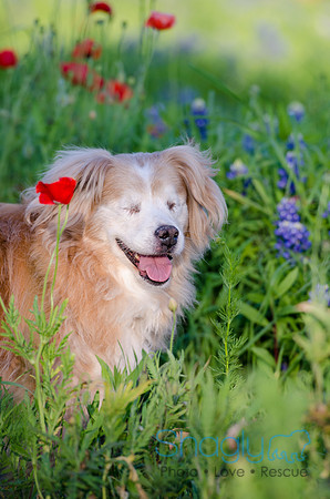 Bluebonnets Pug and Bulldog-3