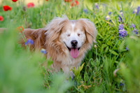 Bluebonnets Pug and Bulldog-10