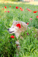 Bluebonnets Pug and Bulldog-6