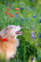 Bluebonnets Pug and Bulldog-2