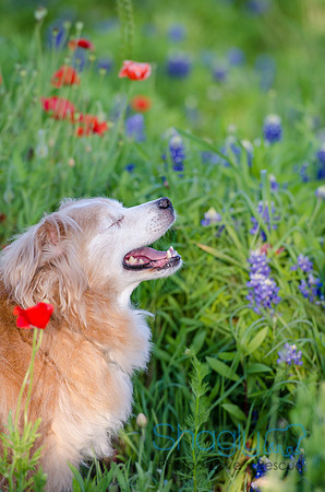 Bluebonnets Pug and Bulldog-2