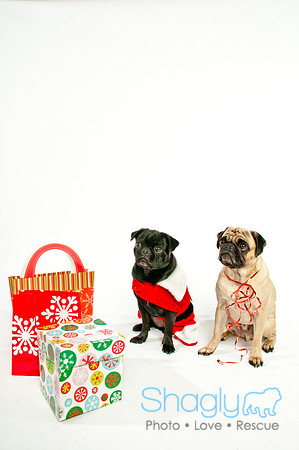 Bah-Hum-Pug-2