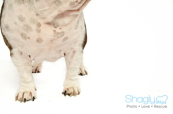 Bah-Hum-Pug-9
