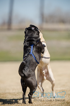 Pug Play Date-24