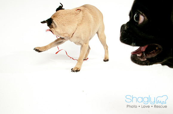 Bah-Hum-Pug-10