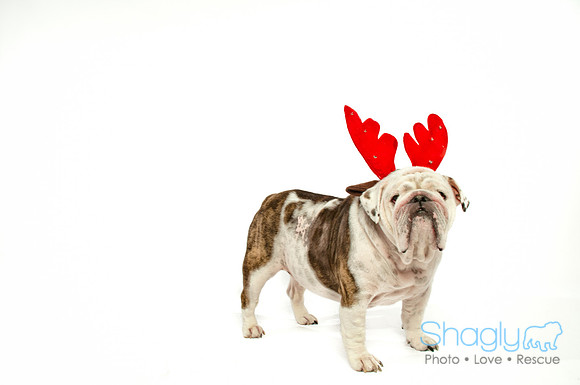 Bah-Hum-Pug-5