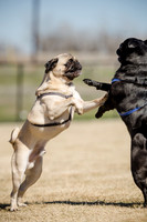 Pug Play Date-25