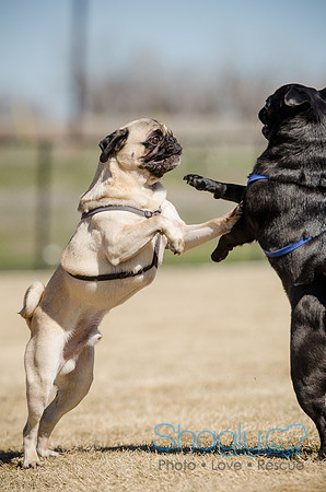 Pug Play Date-25