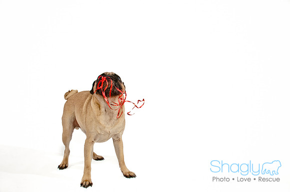 Bah-Hum-Pug-15