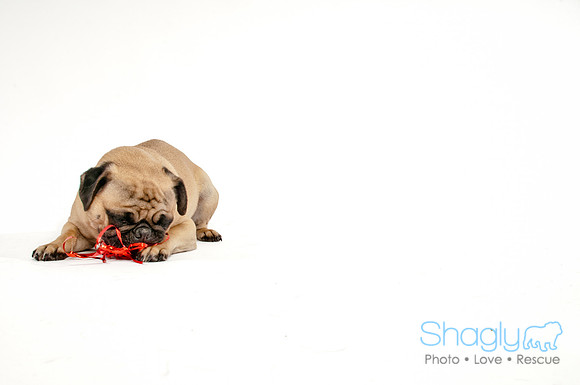 Bah-Hum-Pug-18