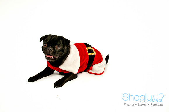 Bah-Hum-Pug-13