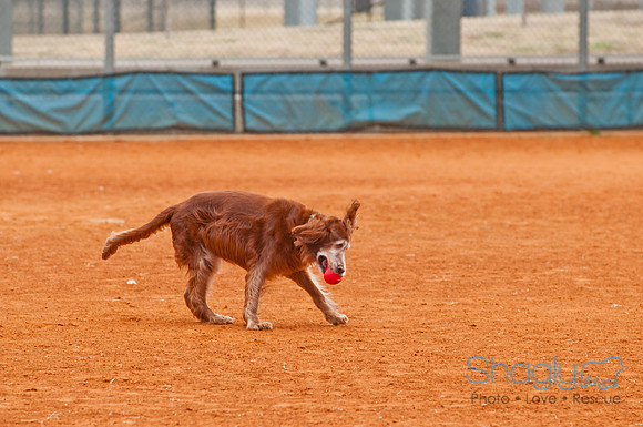 TheBallpark-31