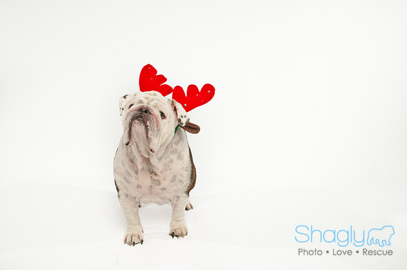 Bah-Hum-Pug-8
