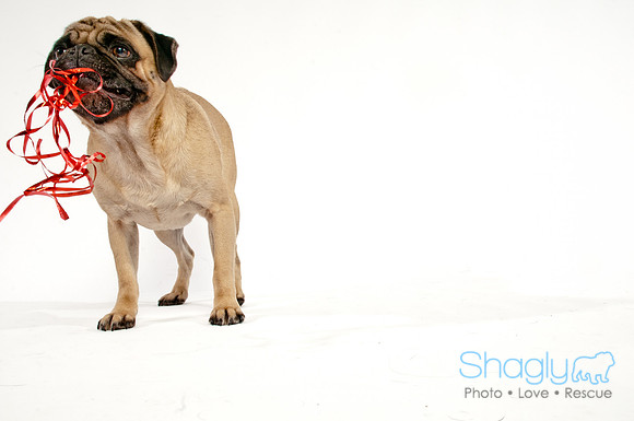 Bah-Hum-Pug-19