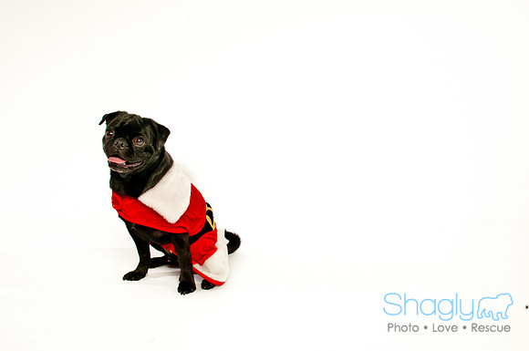 Bah-Hum-Pug-12