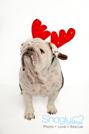 Bah-Hum-Pug-7