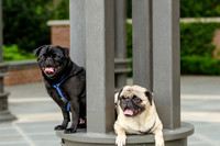 Turtle Creek Pet Parade 2012-89