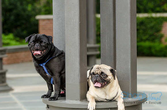 Turtle Creek Pet Parade 2012-89