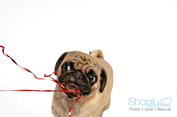 Bah-Hum-Pug-16